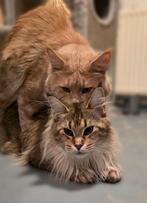 Maine coon dekkater, Dieren en Toebehoren, 0 tot 2 jaar