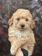 Mini labradoodle - mini doodle pups laatste reutje, Dieren en Toebehoren, Overige rassen, CDV (hondenziekte), 8 tot 15 weken, Meerdere