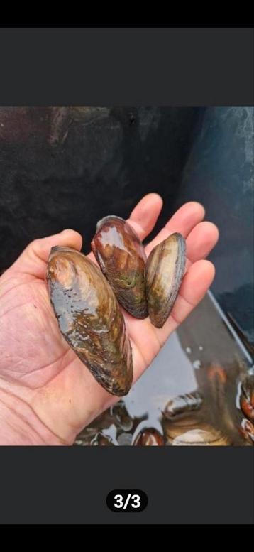 50 aquarium mosselen  beschikbaar voor biedingen