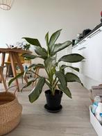 dieffenbachia (D21, H90), Huis en Inrichting, Ophalen, Overige soorten, Minder dan 100 cm