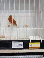 Rood agaat kanaries, Dieren en Toebehoren, Vogels | Kanaries, Meerdere dieren, Kleurkanarie