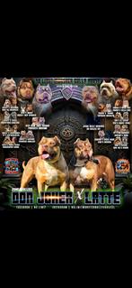 Xl bully, Dieren en Toebehoren, Rabiës (hondsdolheid), 8 tot 15 weken, Meerdere, Meerdere dieren