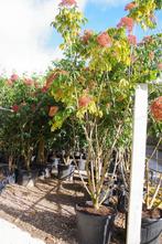 meerstammige bijenboom Tetradium daniellii, Ophalen, Zomer, In pot, Volle zon