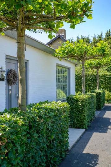 Nieuwe mooie volle Haag planten beschikbaar voor biedingen