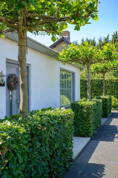 Nieuwe mooie volle Haag planten, Tuin en Terras, Planten | Tuinplanten, Overige soorten, Halfschaduw, Bloeit niet, Ophalen