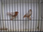 koppel oranjeborst zebravinken, Dieren en Toebehoren, Vogels | Overige Vogels, Meerdere dieren