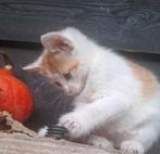 Superlieve kittens roodbont - lapje - tijger, Poes