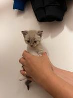 Britse korthaar recdoll, Kater, Ontwormd