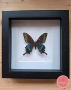 Papilio maackii vlinder in zwarte lijst, Ophalen of Verzenden, Zo goed als nieuw, Insect, Opgezet dier