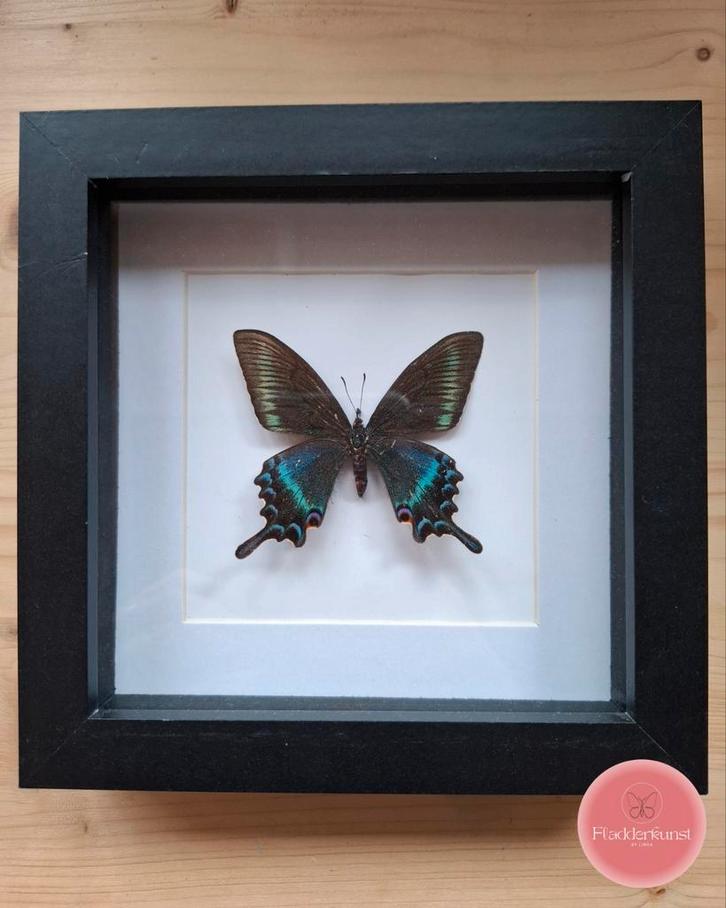 Papilio maackii vlinder in zwarte lijst, Verzamelen, Dierenverzamelingen, Zo goed als nieuw, Opgezet dier, Insect, Ophalen of Verzenden