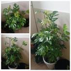 Monstera minima kamerplant 70cm incl pot evt te bezorgen*, Huis en Inrichting, Kamerplanten, Ophalen, Overige soorten, Halfschaduw