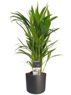 Decorum Dypsis lutescens (Areca) met Elho B.for soft antraci, Huis en Inrichting, Overige soorten, Minder dan 100 cm, Halfschaduw