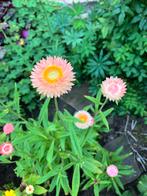 Helichrysum Salmon zaden, Ophalen of Verzenden, Voorjaar, Volle zon, Zaad