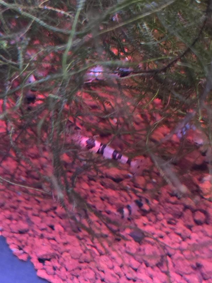 Racoon garnalen, Dieren en Toebehoren, Vissen | Aquariumvissen, Kreeft, Krab of Garnaal