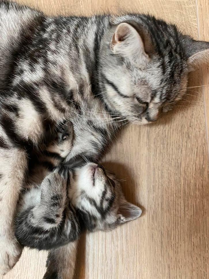 Snoezige britse korthaar x europese korthaar, Dieren en Toebehoren, Katten en Kittens | Raskatten | Korthaar, Meerdere dieren