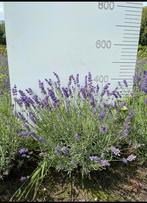 Lavendel XXL – Actie!, Ophalen, Overige soorten, Volle zon