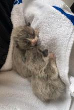 kitten, met de hand opgevoed ivm overlijden moeder, Poes, 0 tot 2 jaar
