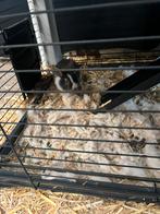 Nog 5 baby konijntjes over!, Dieren en Toebehoren, Konijnen, Meerdere dieren, Dwerg, Hangoor