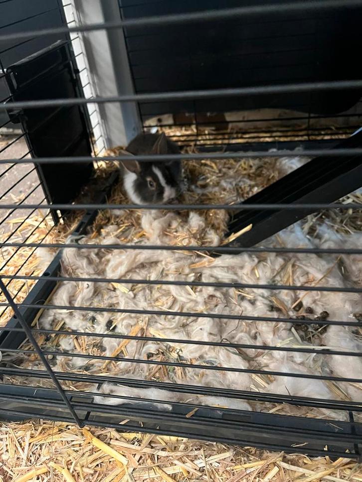 Nog 3baby konijntjes over!, Dieren en Toebehoren, Konijnen, Dwerg, Meerdere dieren, Hangoor