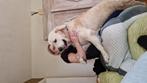 Prachtige Golden Retriever. Gezond. Met stamboom aanwezig.D, Dieren en Toebehoren, Rabiës (hondsdolheid), Reu, 1 tot 2 jaar, Eén hond