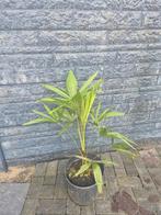 Prachtige Palmboom Fortunei - Winterhard!, Overige soorten, Volle zon, Vaste plant, Ophalen of Verzenden