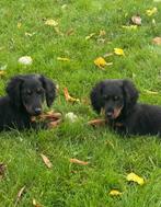 Langharige dwergteckel pups, Parvo, 8 tot 15 weken, Dwerg, Langhaar