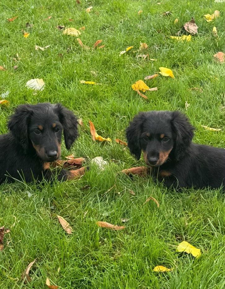 Langharige dwergteckel pups, Dieren en Toebehoren, Honden | Teckels en Dashonden, Meerdere dieren, Langhaar, Dwerg, Particulier