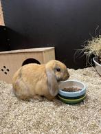 Hangoor konijn man, Dieren en Toebehoren, Konijnen, Mannelijk, Middelgroot, Hangoor