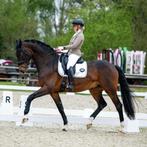 QHP wedstrijd jasje beige maat S, Dieren en Toebehoren, Ophalen of Verzenden, Zo goed als nieuw, Dressuur, Bovenkleding