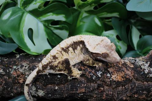 Wimpergekko vrouw, Dieren en Toebehoren, Reptielen en Amfibieën, Overige soorten