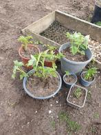Frambozen en aardbei planten klein en groot stekjes plantjes, Tuin en Terras, Planten | Tuinplanten, Ophalen of Verzenden, Zomer