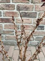 Fuji kers, Volle zon, Vaste plant, Lente, Ophalen