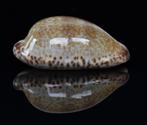 Schelpen: Cypraea nigropunctata 30mm (F+++/Gem) Zeldzaam, Ophalen of Verzenden, Schelp(en)
