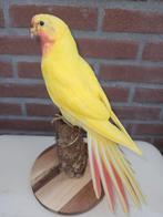 Prachtige gele Princes of Wales parkiet, Ophalen of Verzenden, Nieuw, Vogel, Opgezet dier