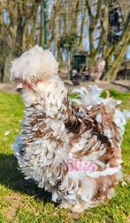 Broedeieren krul mottled usa zijdehoenders zijdehoen, Kip