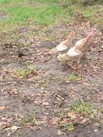 Kalkoenen, Dieren en Toebehoren, Meerdere dieren, Kalkoen