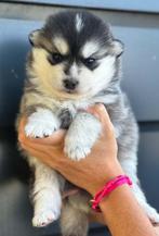 POMSKY PUPS BESCHIKBAAR - POMSKYNEDERLAND, Dieren en Toebehoren, Honden | Niet-rashonden, Nederland, CDV (hondenziekte), 8 tot 15 weken
