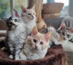 XXL Maine coon kittens beschikbaar €1450 met stamboom, Dieren en Toebehoren, Katten en Kittens | Raskatten | Langhaar, Meerdere dieren