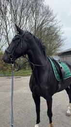 JamesonRS2 merrie, Dieren en Toebehoren, Paarden, Merrie, Dressuurpaard, 3 tot 6 jaar, 160 tot 165 cm