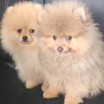 Onwijs mooie kleine pomeriaan pups, Particulier, 15 weken tot 1 jaar, Buitenland, Meerdere