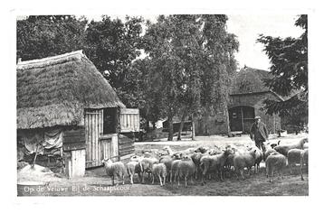 901836 Veluwe Schaapskooi Schaapskudde 1951 Postzegel afgew beschikbaar voor biedingen