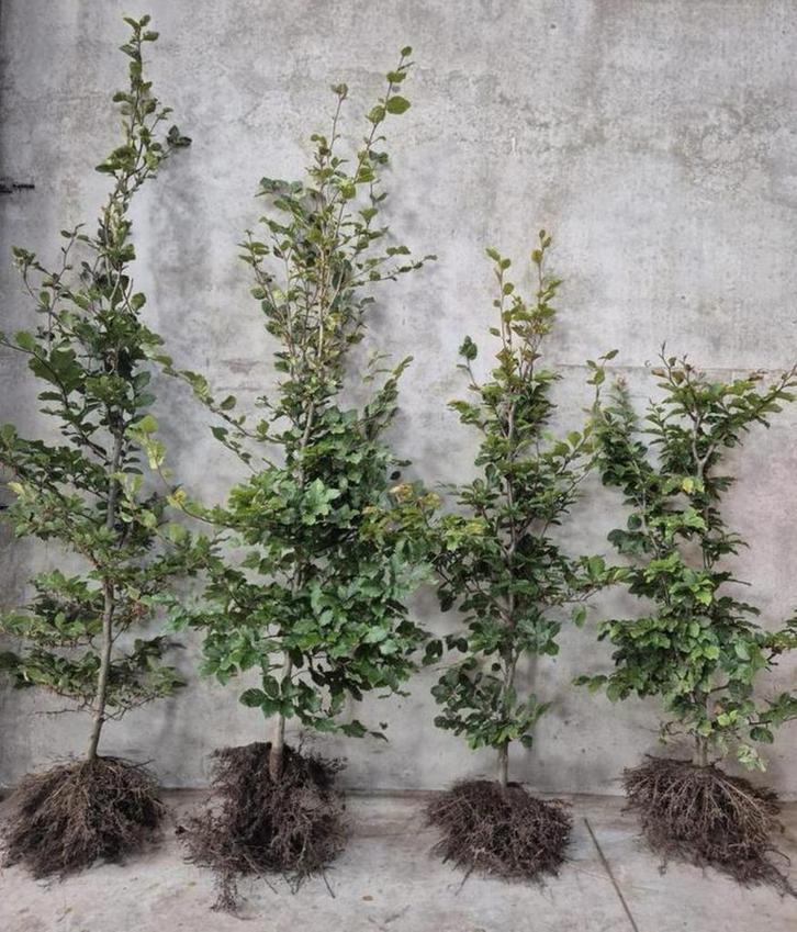 Fagus Sylvatica met wortel ‼️ AKTIE ‼️, Tuin en Terras, Planten | Struiken en Hagen, Beukenhaag, 100 tot 250 cm, Ophalen