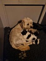 Prachtig boomer pups, Dieren en Toebehoren, Overige rassen, 8 tot 15 weken, Meerdere, Meerdere dieren