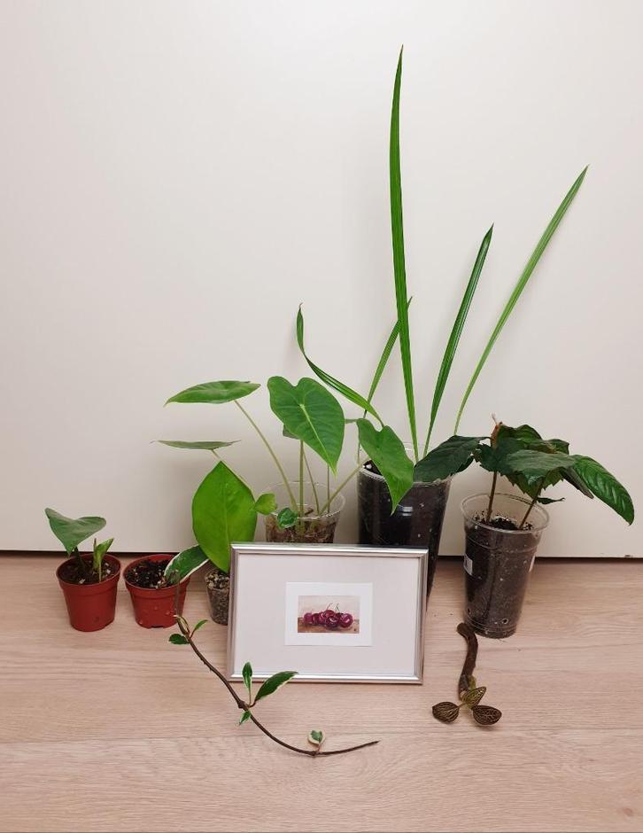 Set kamerplantjes, zamioculcas, alocasia, dadelpalm, Huis en Inrichting, Kamerplanten, Overige soorten, Minder dan 100 cm, Groene kamerplant