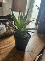 Gasteria zoekt nieuw thuis!, Huis en Inrichting, Ophalen