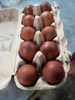 Marans broedeieren, Geslacht onbekend, Kip