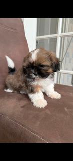 Mag direct verhuizen!!!! Raszuivere 3 color shih tzu pups, Dieren en Toebehoren, Honden | Chihuahua's en Gezelschapshonden, Overige rassen