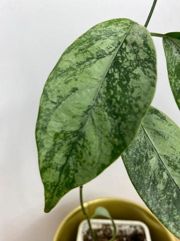 Hoya Coriacea Silver beschikbaar voor biedingen