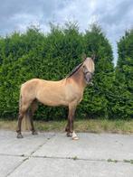 Betrouwbare beginnerspony’s , sportpony’s & Familiepony’s, Ruin, 3 tot 6 jaar, B pony (1.17m tot 1.27m), Recreatiepony