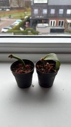 Vanille planifolia stekjes geworteld, Vaste plant, Ophalen of Verzenden, Bloeit niet, Halfschaduw